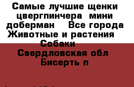 Самые лучшие щенки цвергпинчера (мини доберман) - Все города Животные и растения » Собаки   . Свердловская обл.,Бисерть п.